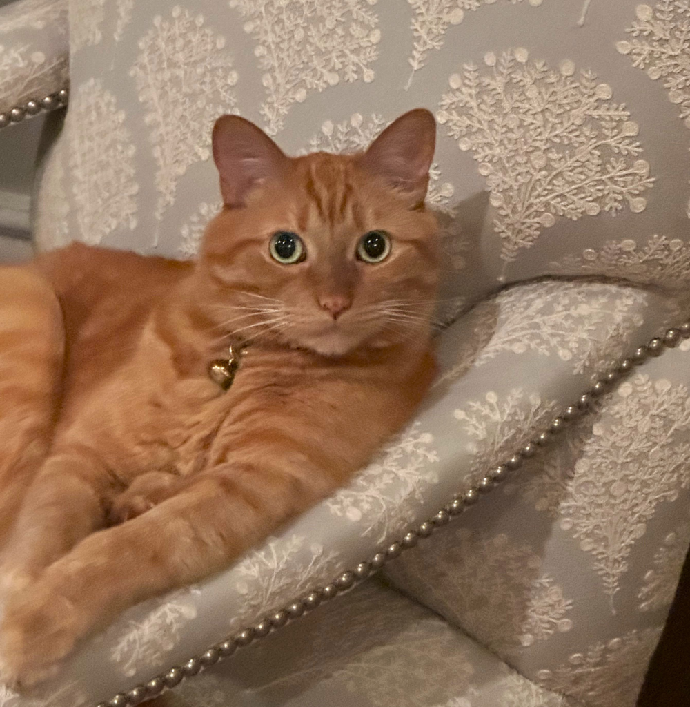 T-Bone relaxing in an upholstered chair.