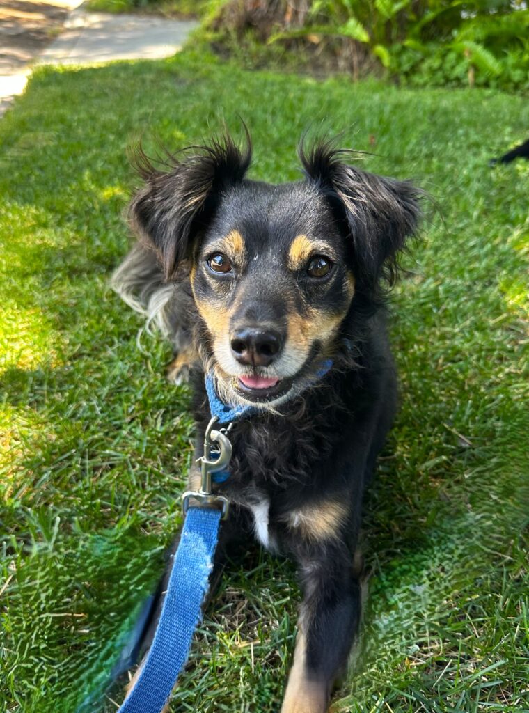 Jasper sitting on the grass.